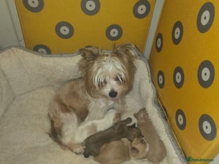 Yorkshire Terrier dogs wonderful puppies yorkshire terrier - Advert 15