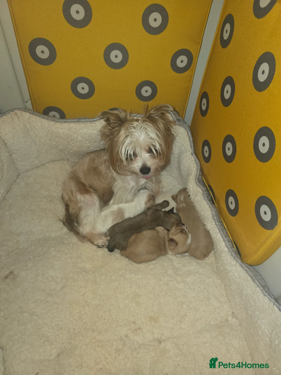 Yorkshire Terrier dogs for sale: wonderful puppies yorkshire terrier - Advert 2