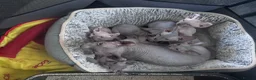 Sphynx cats for sale: 🐈‍⬛🐾 Sphynx elf's / Canadian kittens  - Advert 3
