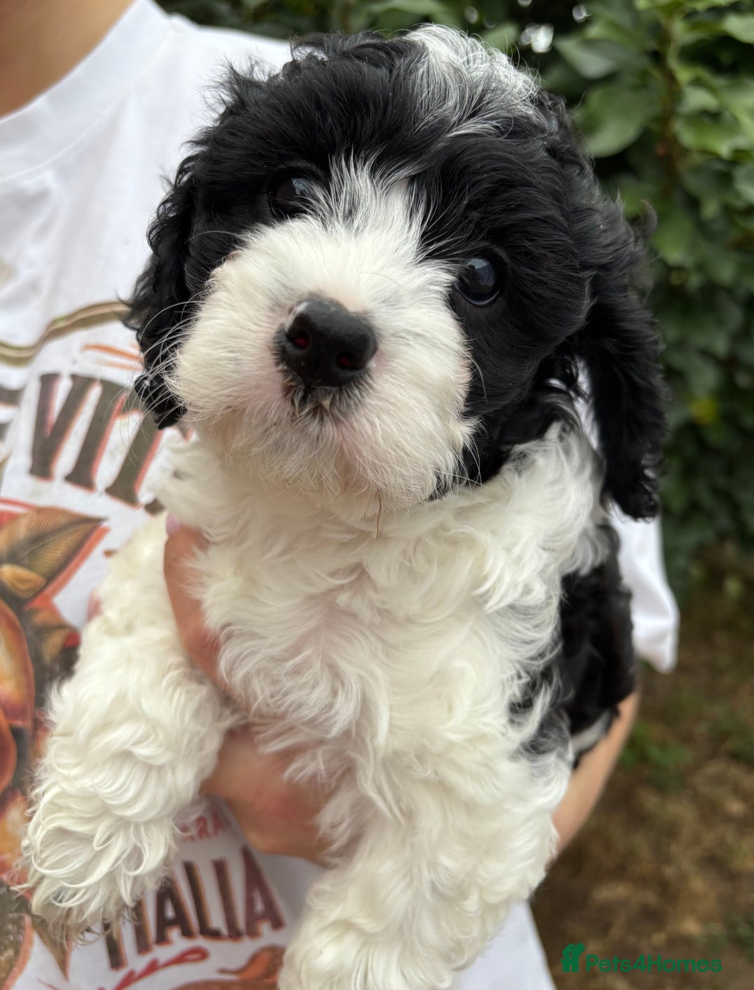 Cavapoo dogs for sale: Cavapoo puppies in Tewkesbury - Image 1