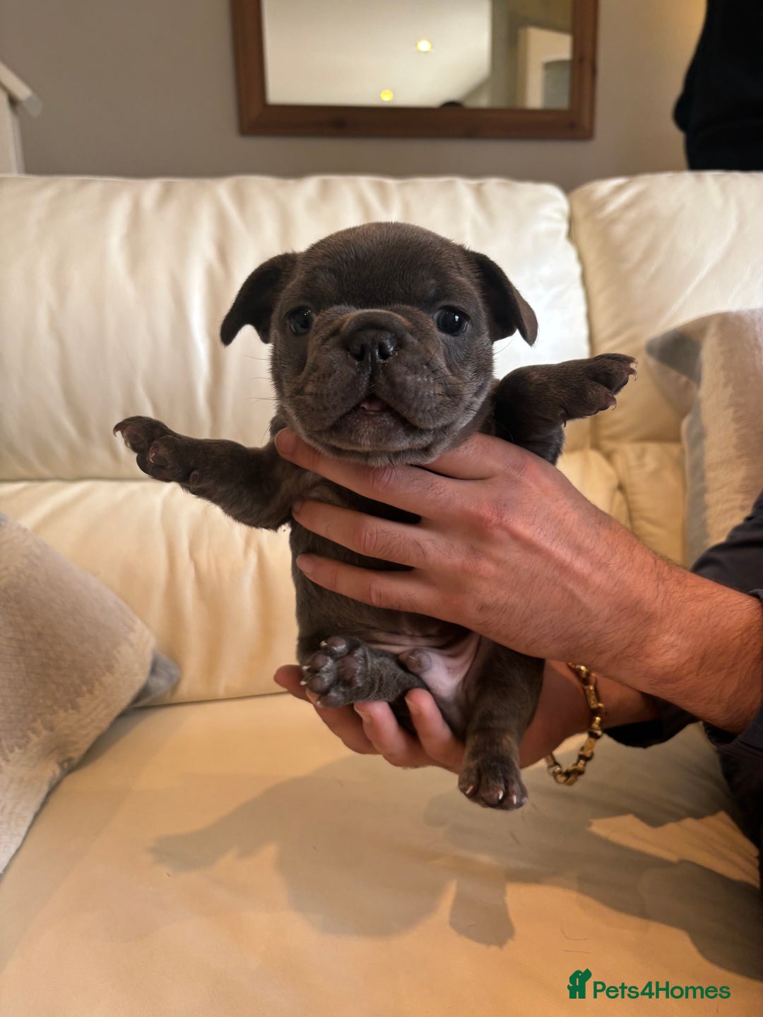 French Bulldog dogs for sale: Beautiful Frenchbulldog puppies 🇫🇷  - Image 7