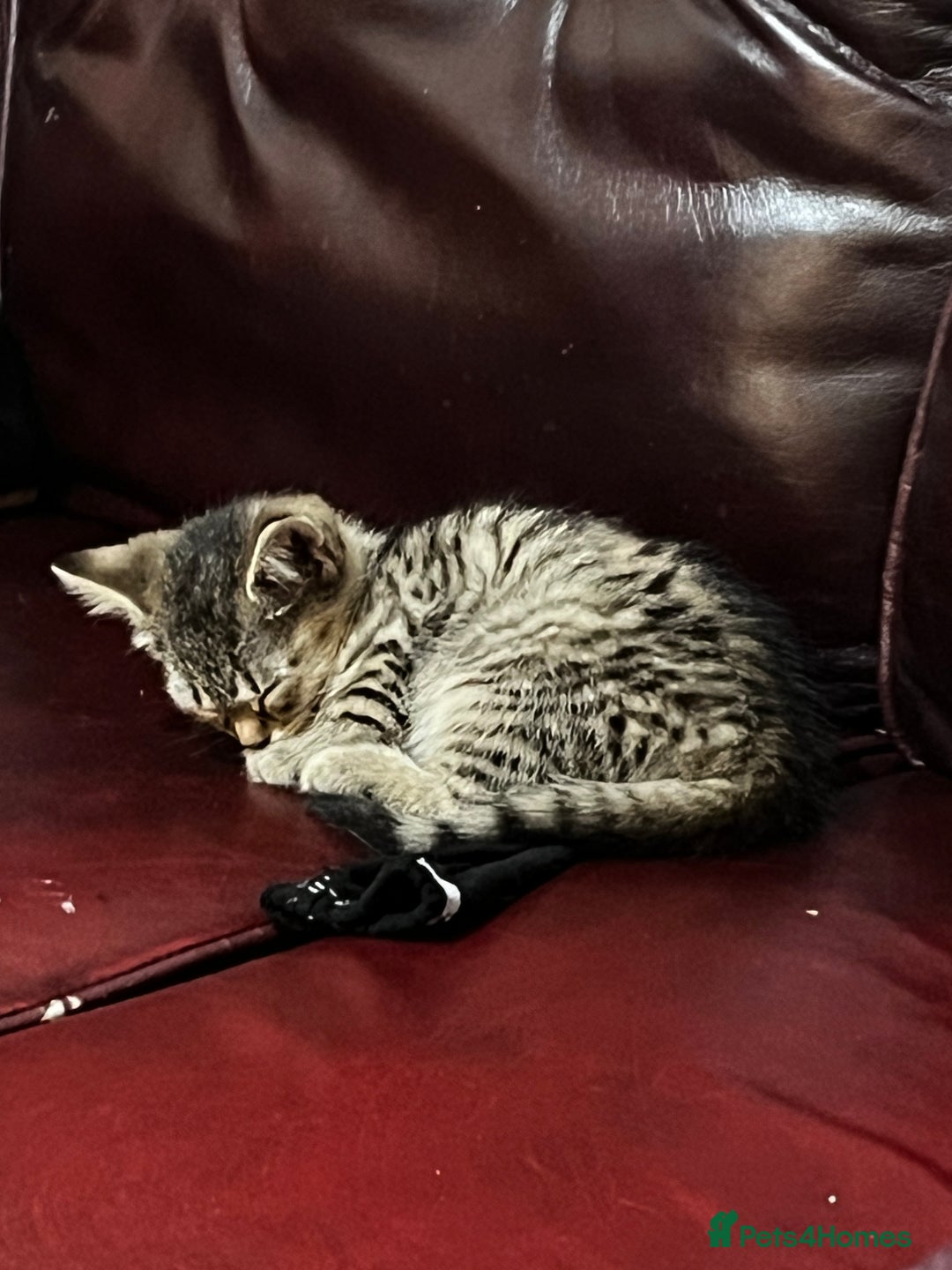 Mixed Breed cats for sale: Five kittens are ready to go now. - Advert 4