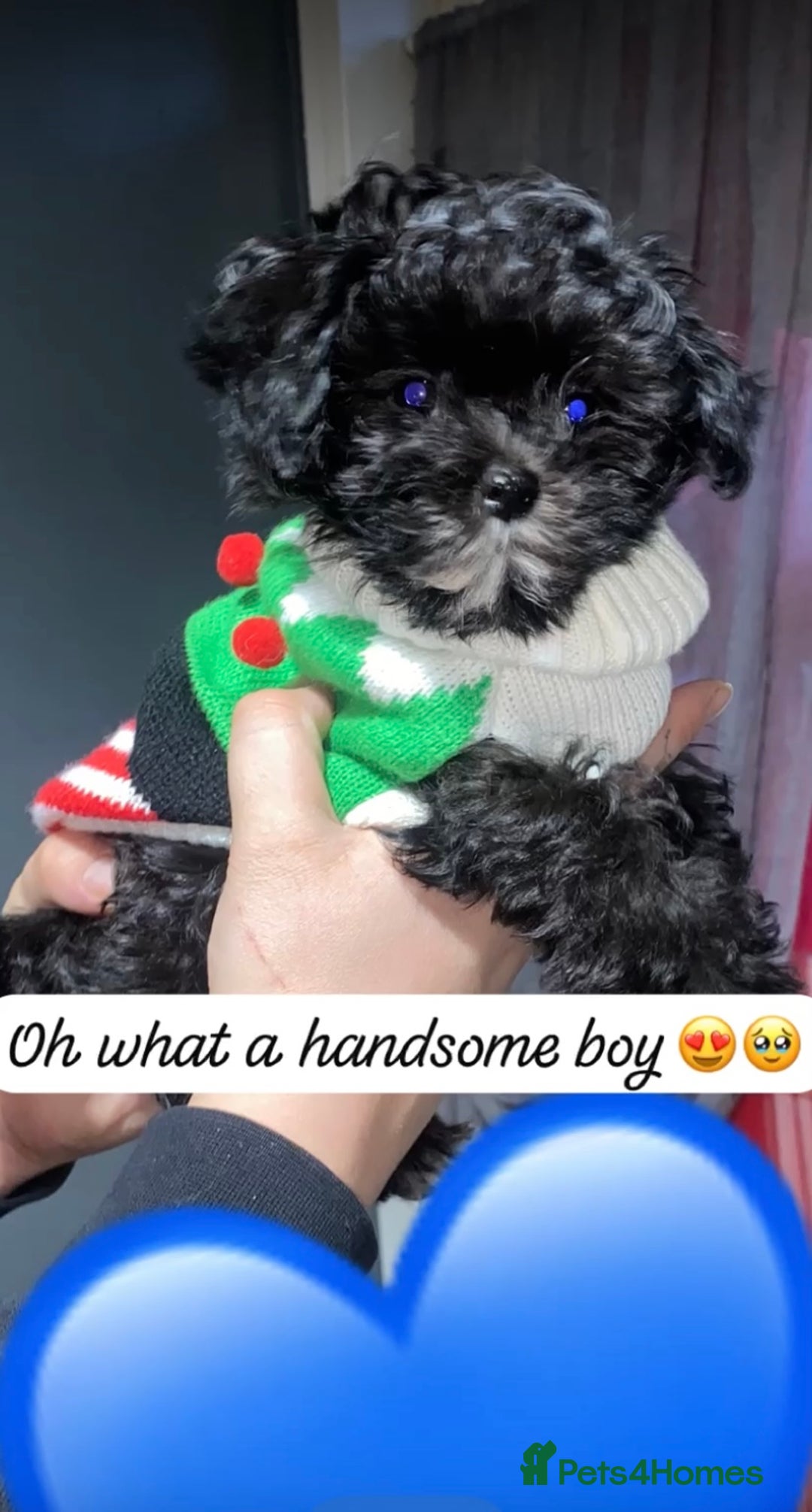 Maltipoo dogs for sale: Rare micro toy teddyface Korean/Asian maltipoos😍 - Advert 1