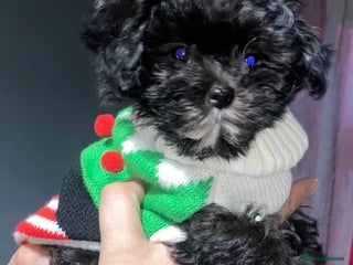 Maltipoo dogs Tiny F1 dollface Korean/Asian maltipoos😍 - Advert 3