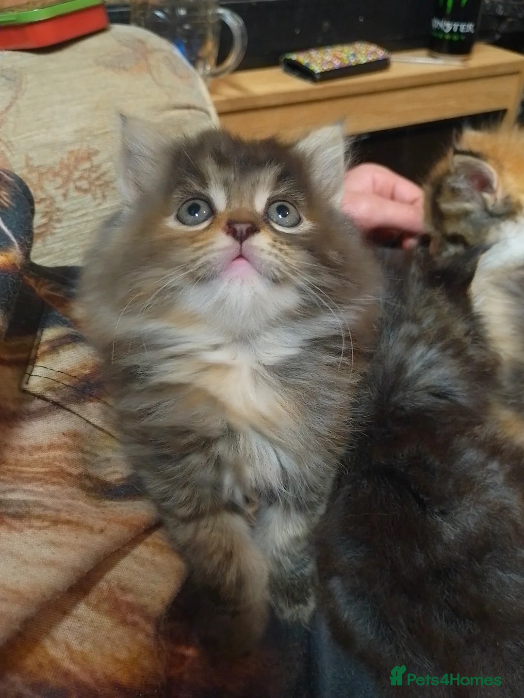 Maine Coon cats for sale: 3 Maincoon babies for loving home  in Huddersfield - Advert 8
