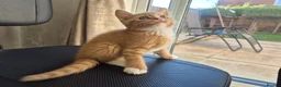 Mixed Breed cats for sale: Kittens Ready for New Homes - Advert 3