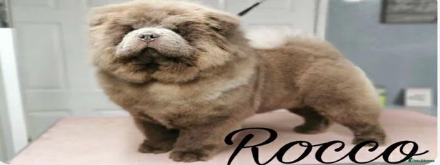 Roco