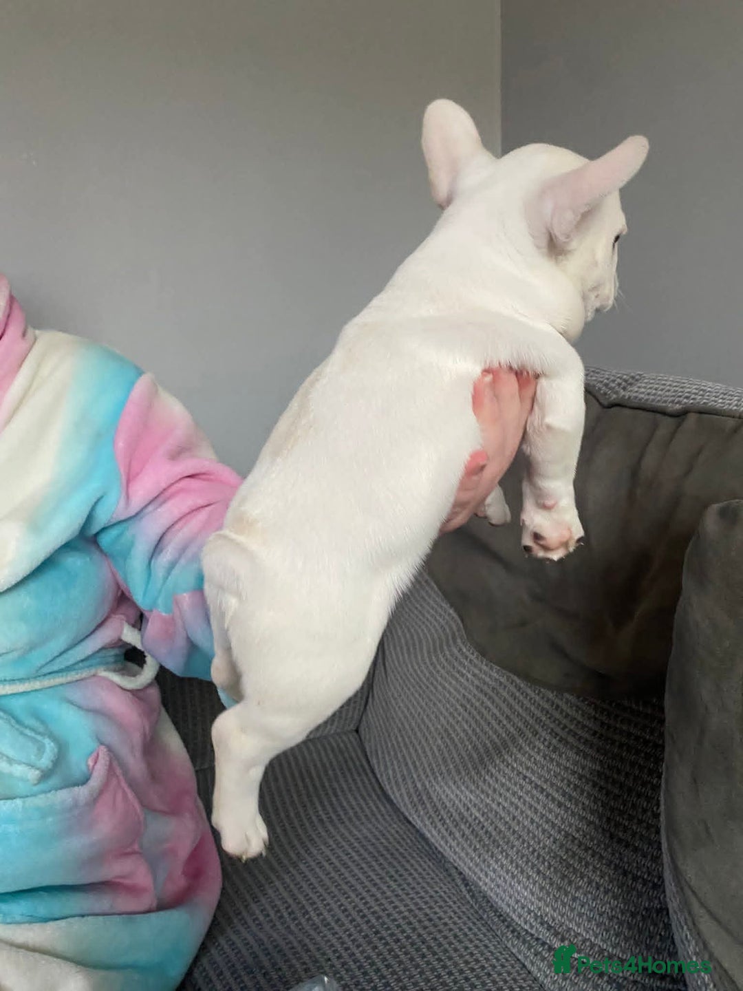 French Bulldog dogs for sale: 2 French bulldog puppies| | 8weeks old - Advert 2