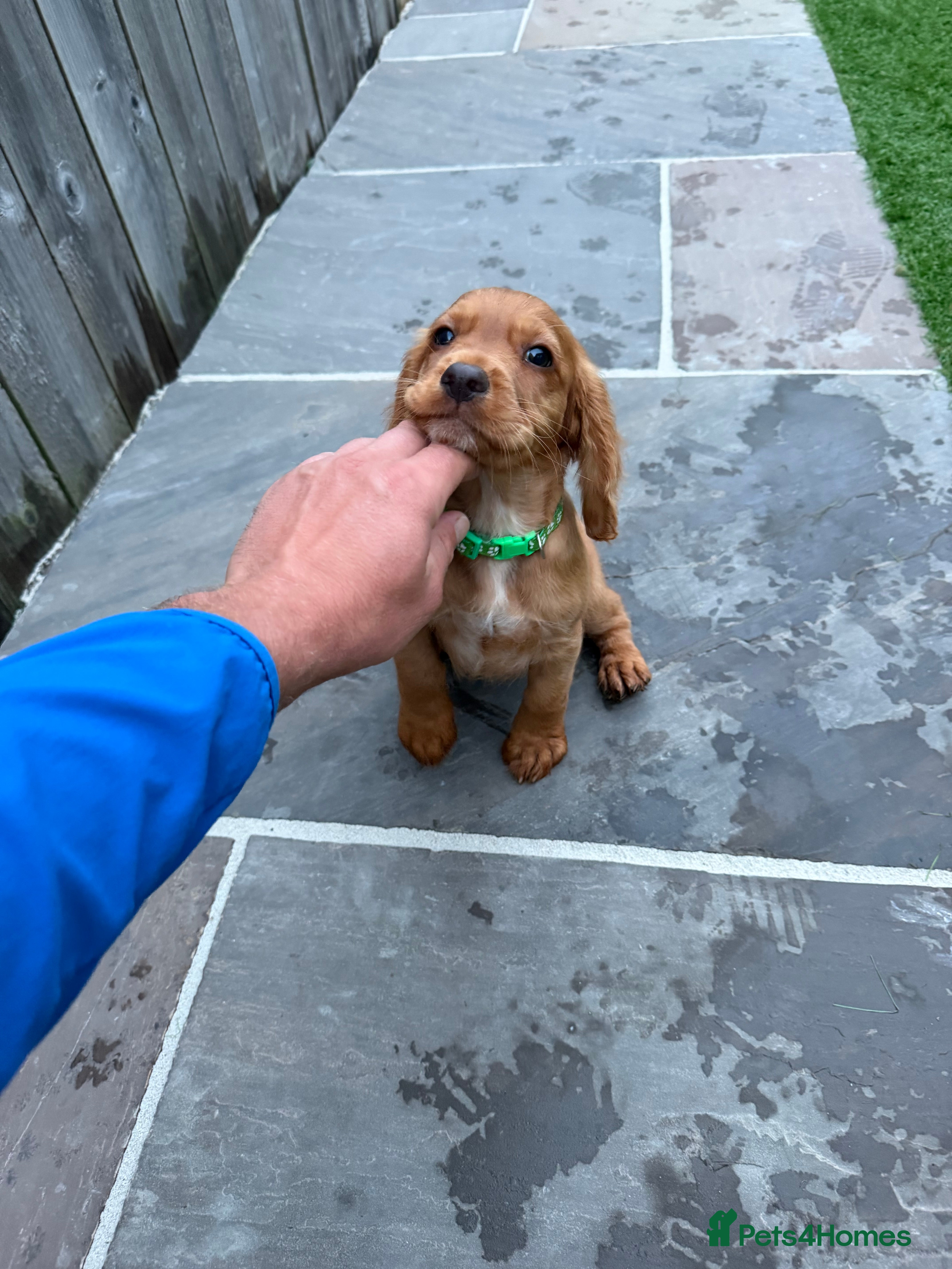 Cocker Spaniel dogs Ready to leave Red KC reg working cocker spaniels  - Advert 2
