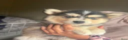 Pomsky dogs for sale: American Line Health Tested F4 Pomskys - Advert 28
