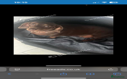 Miniature Dachshund dogs for sale: Miniature dachshund girl 3 years old  - Advert 3