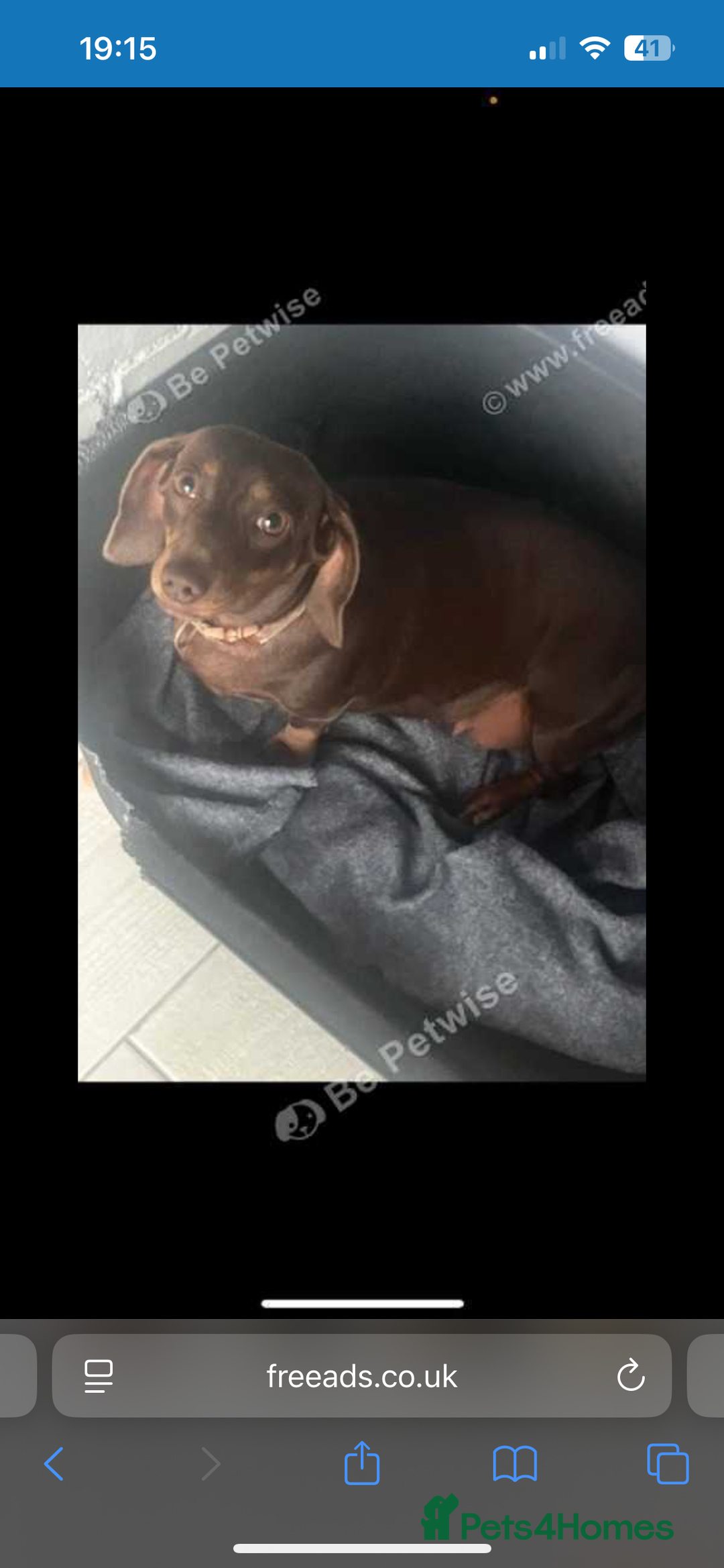 Miniature Dachshund dogs for sale: Miniature dachshund girl 3 years old  - Advert 3