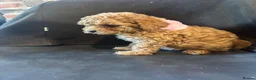 Miniature Poodle dogs for sale: ADORABLE MINIATURE POODLE PUPPIES 3 GIRLS & 1 BOY  - Advert 8