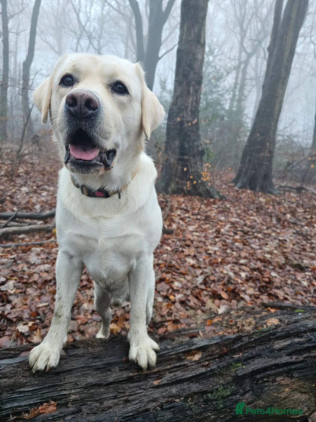 Labrador Retriever dogs for stud: Stunning Labrador, Champion Lines, Discounted Fee in Huddersfield - Advert 6