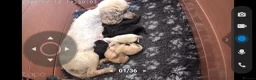 Toy Poodle dogs for sale: Toy poodle puppies  - Advert 2