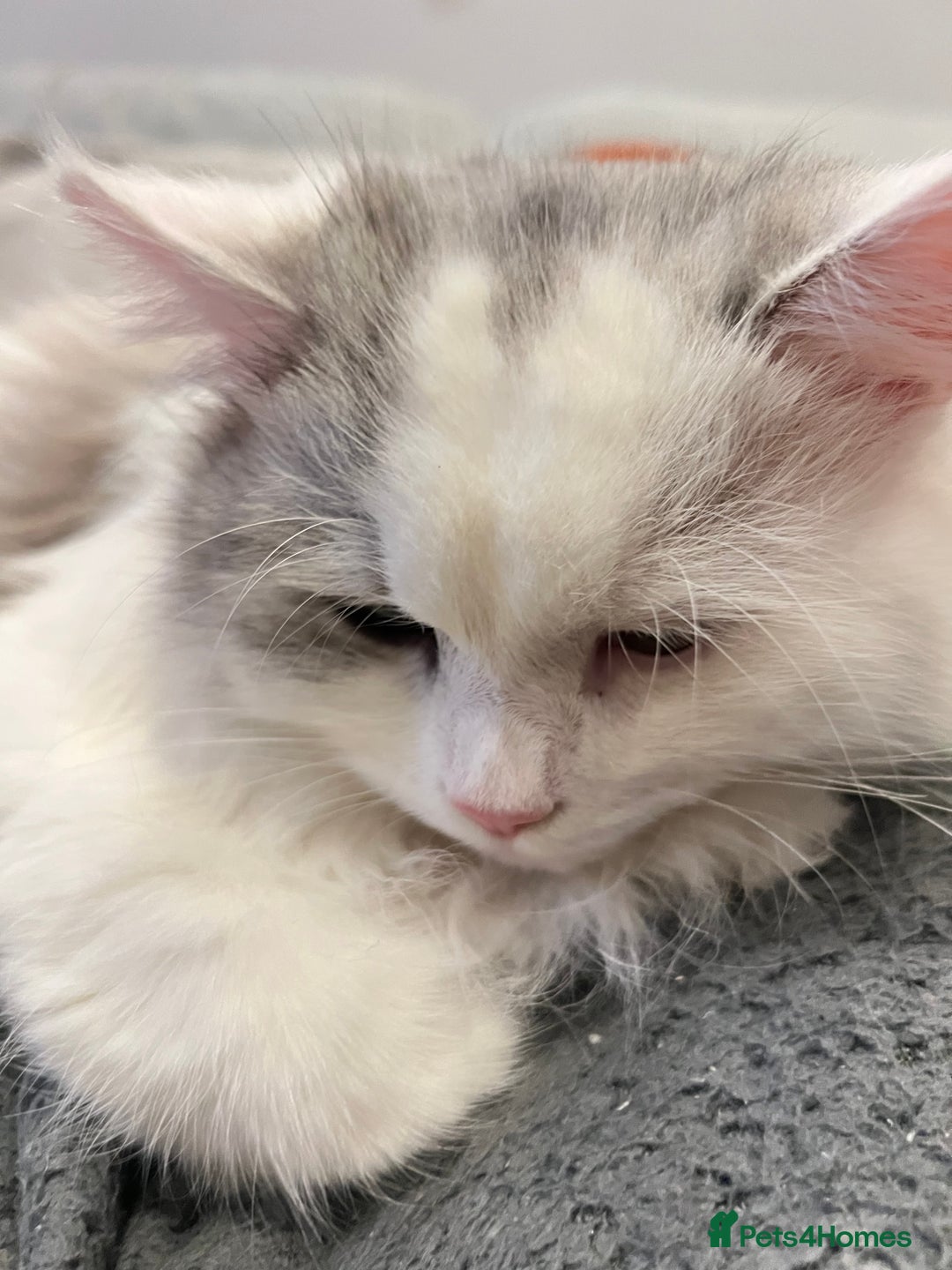 Ragdoll cats for sale: Ragdoll male 9 months old  - Advert 2