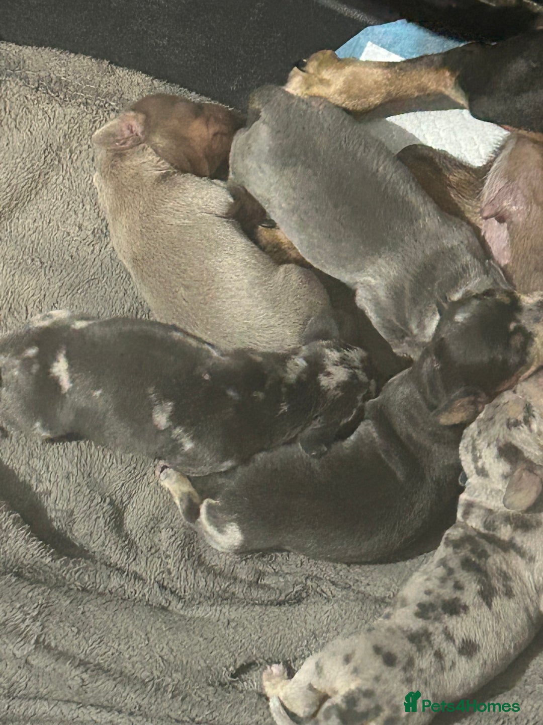 Dachshund dogs for sale: Beautiful mini dachshunds  - Image 6