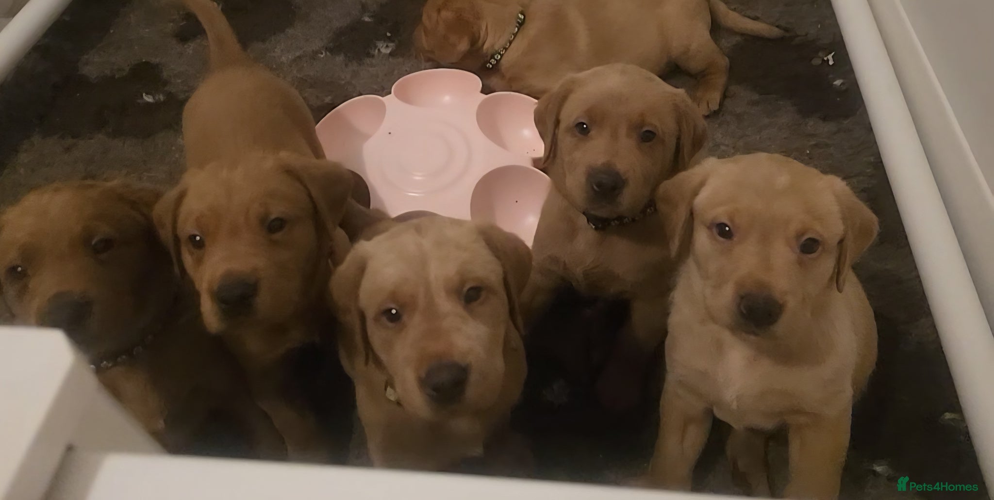 Labrador Retriever dogs Fox red KC Reg health tested boys available - Advert 1