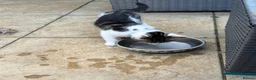 Domestic Shorthair cats for sale: Ready to go older kittens.  - Advert 2