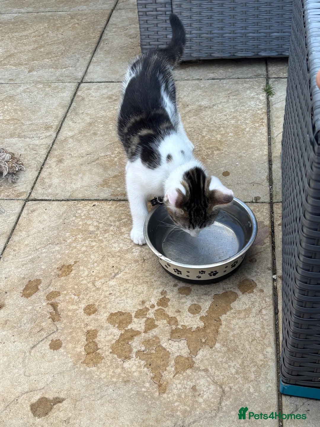 Domestic Shorthair cats for sale: Ready to go older kittens.  - Advert 2