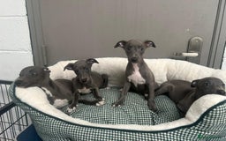 Whippet dogs for sale: Top Quality KC Reg Blue Whippet Puppies - Image 8