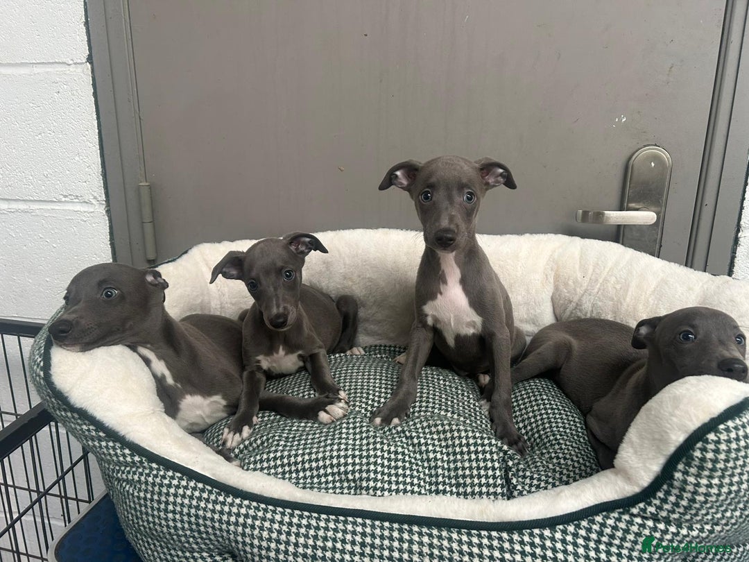 Whippet dogs for sale: Top Quality KC Reg Blue Whippet Puppies - Image 8