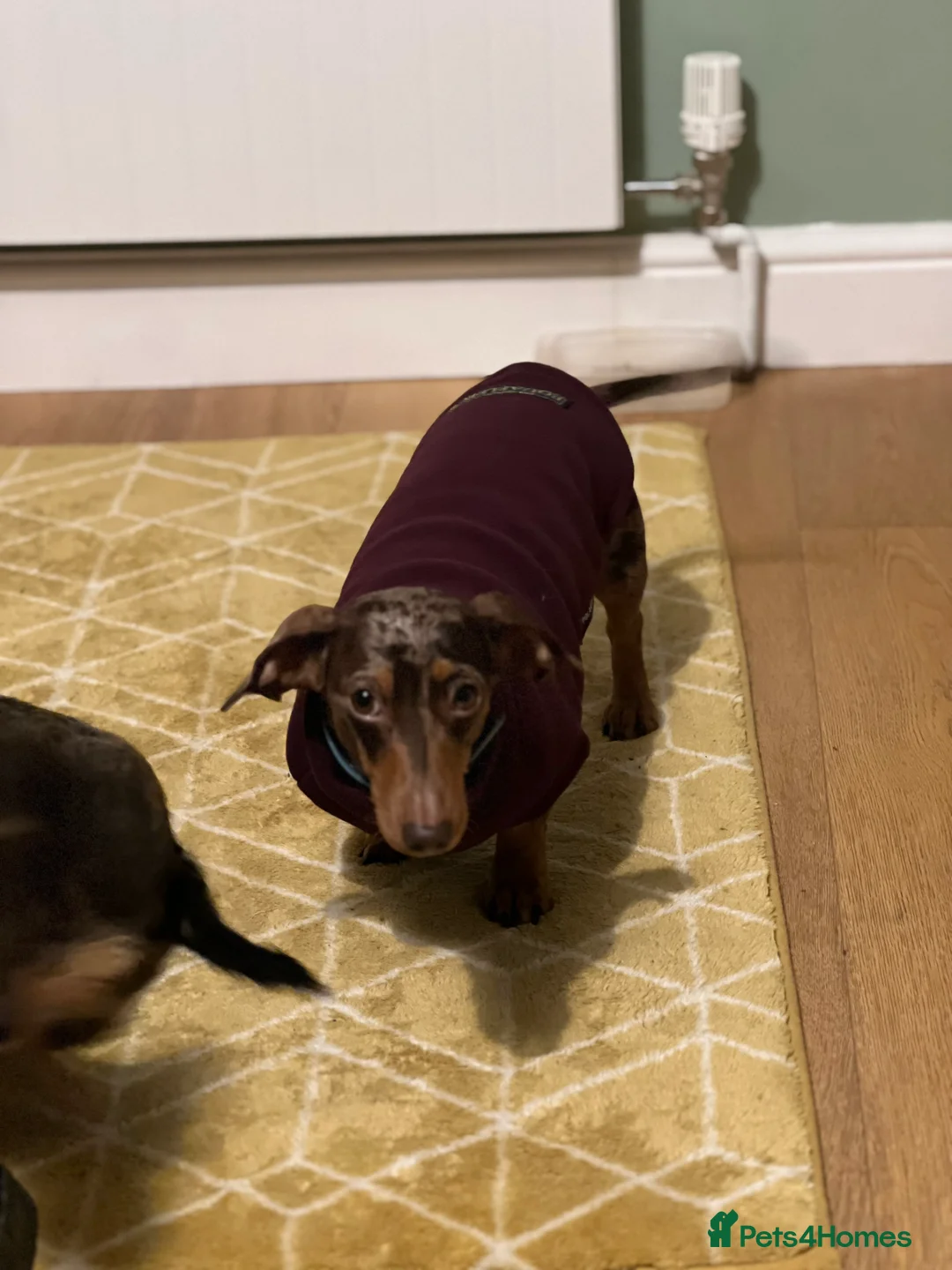 Miniature Dachshund dogs for sale: Hazel seeks new lap - Advert 11