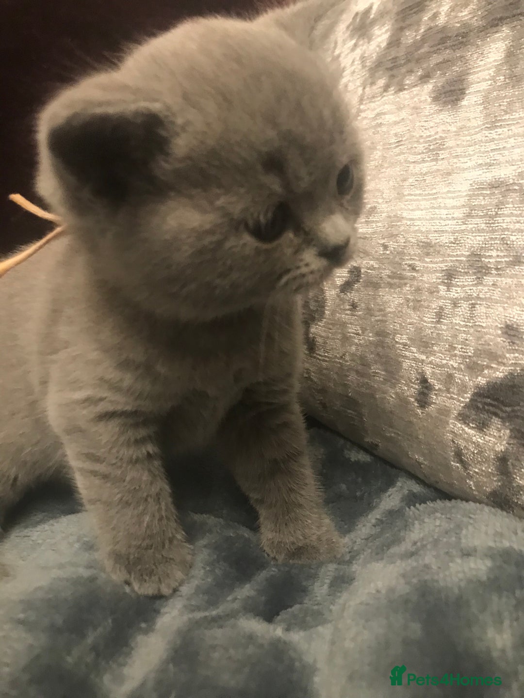 British Shorthair cats for sale: GCCF Registered Kittens - Advert 4