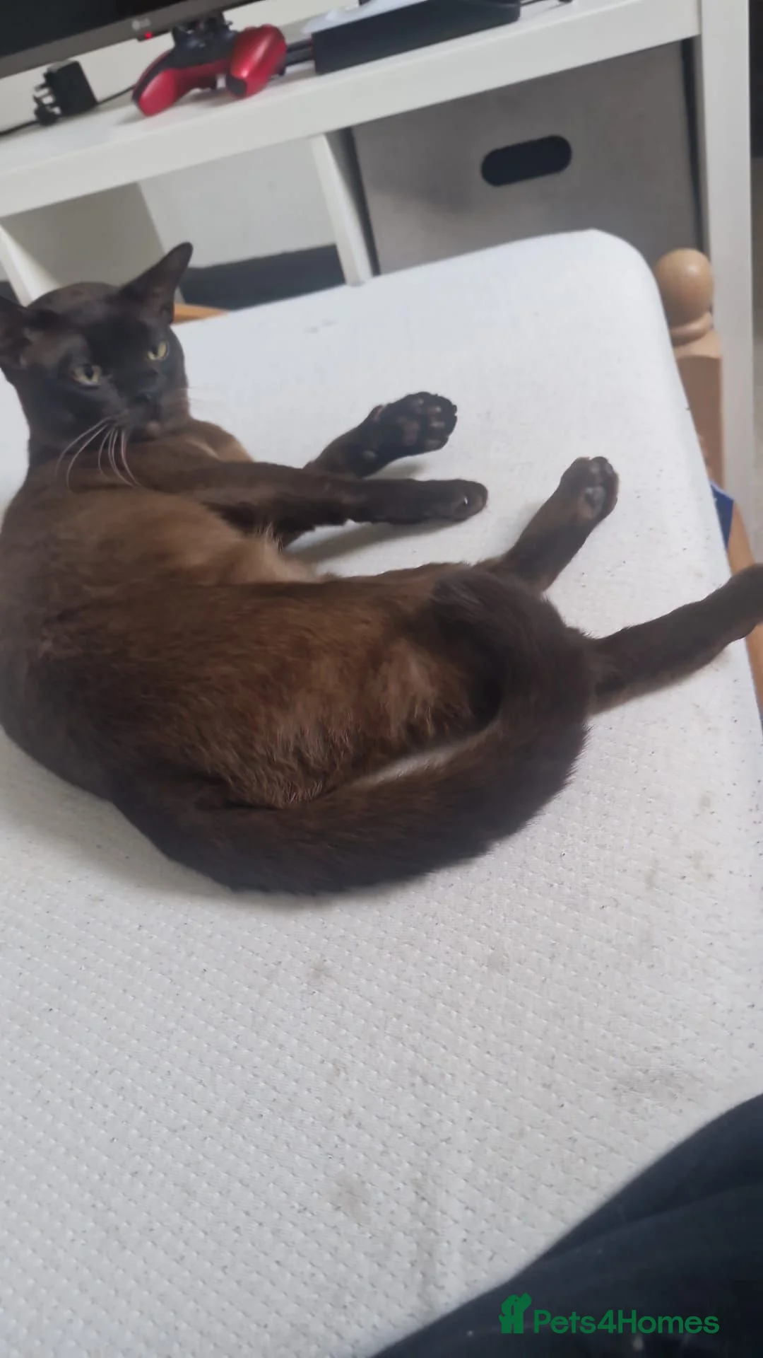 Burmese cats for sale: Burmese kittens for sale  in High Wycombe - Advert 16