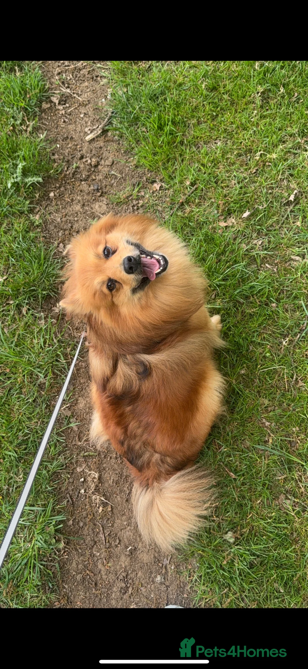 Mixed Breed dogs for sale: German Spitz X Jack Russell  - Advert 2