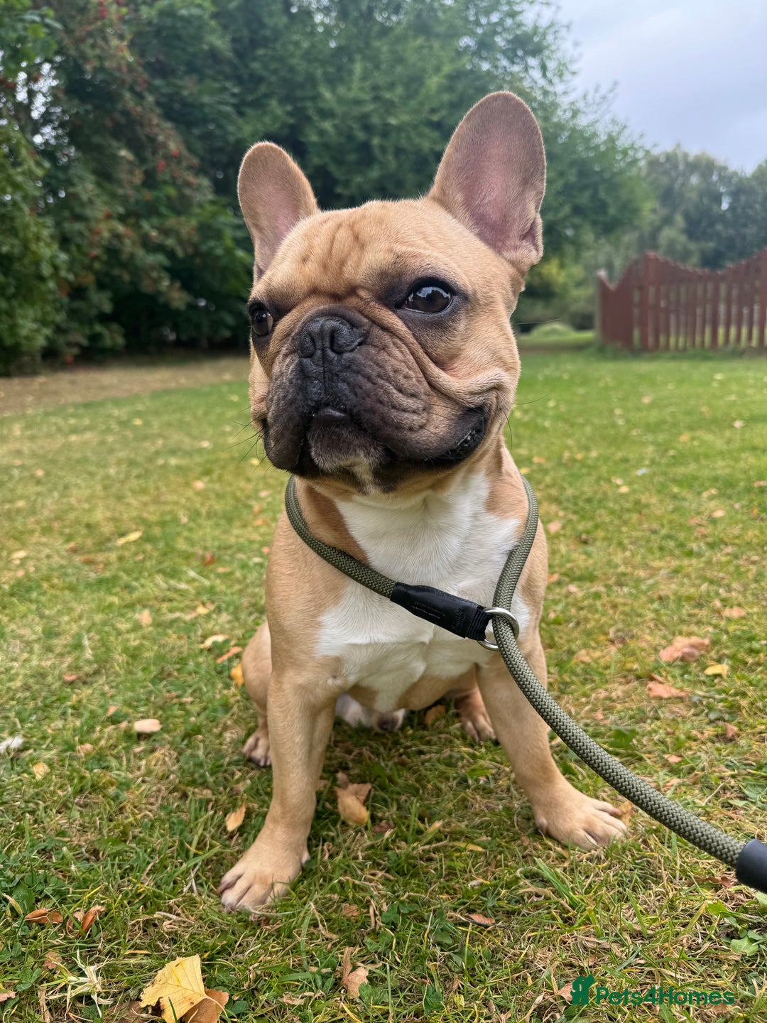 French Bulldog dogs for stud: First Time, Hence the Price - Image 4