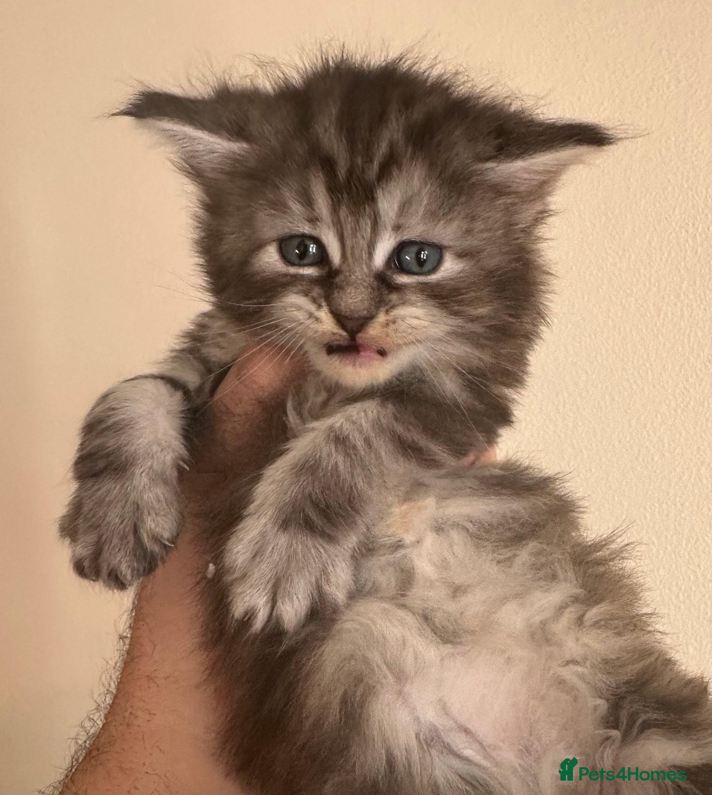 Ragcoon cats 1 maine Coon x Ragdoll female kitten - Advert 1