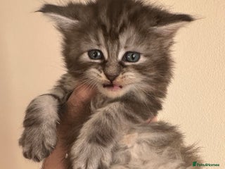 Ragcoon cats 2 maine Coon x Ragdoll kittens - Advert 4