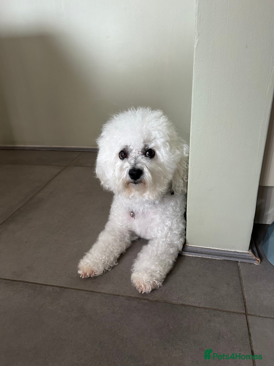 Bichon Frise dogs for sale: Bichon Frise Puppies  - Image 6