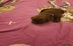 Mixed Breed dogs for sale: Cockerdor x english springer spaniel  - Image 10