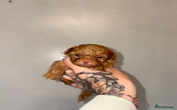 Shihpoo dogs for sale: Shihpoo - Image 7