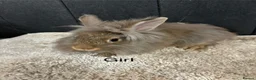 Mini Lop rabbits for sale: Stunning bunnies  - Advert 16