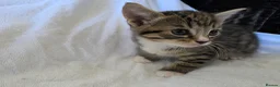 Persian cats for sale: Fluffy Perisan Kittens looking for Forever Homes in Edinburgh - Advert 15
