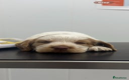 Sprocker dogs for sale: Beautiful Sprocker puppies  - Image 12