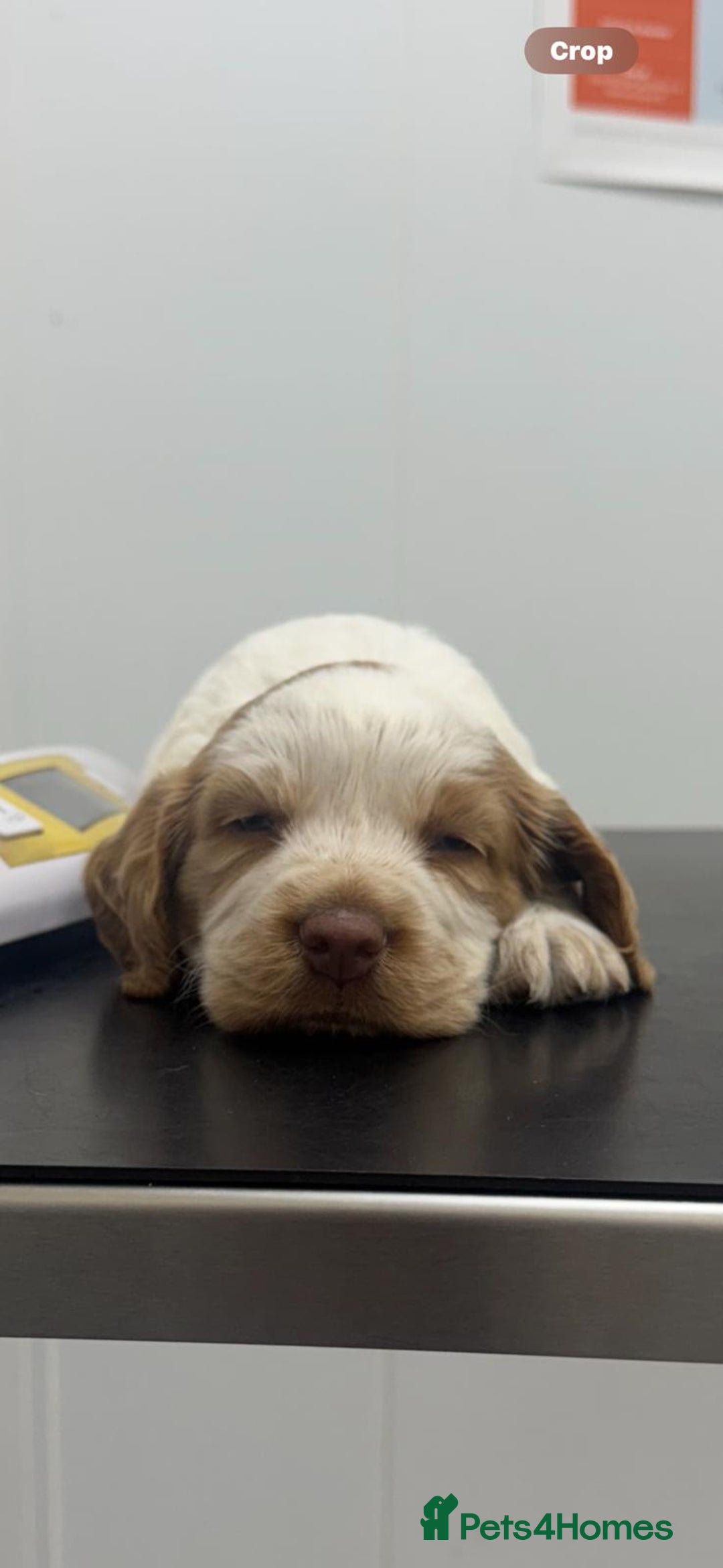 Sprocker dogs for sale: Beautiful Sprocker puppies  - Image 12