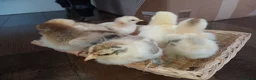 Chickens poultry for sale: 4 weeks old Brahma chicks,  7 weeks old chicks - Advert 2