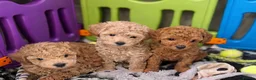 Cavapoo dogs for sale: Extensively health tested cavapoos  - Advert 14