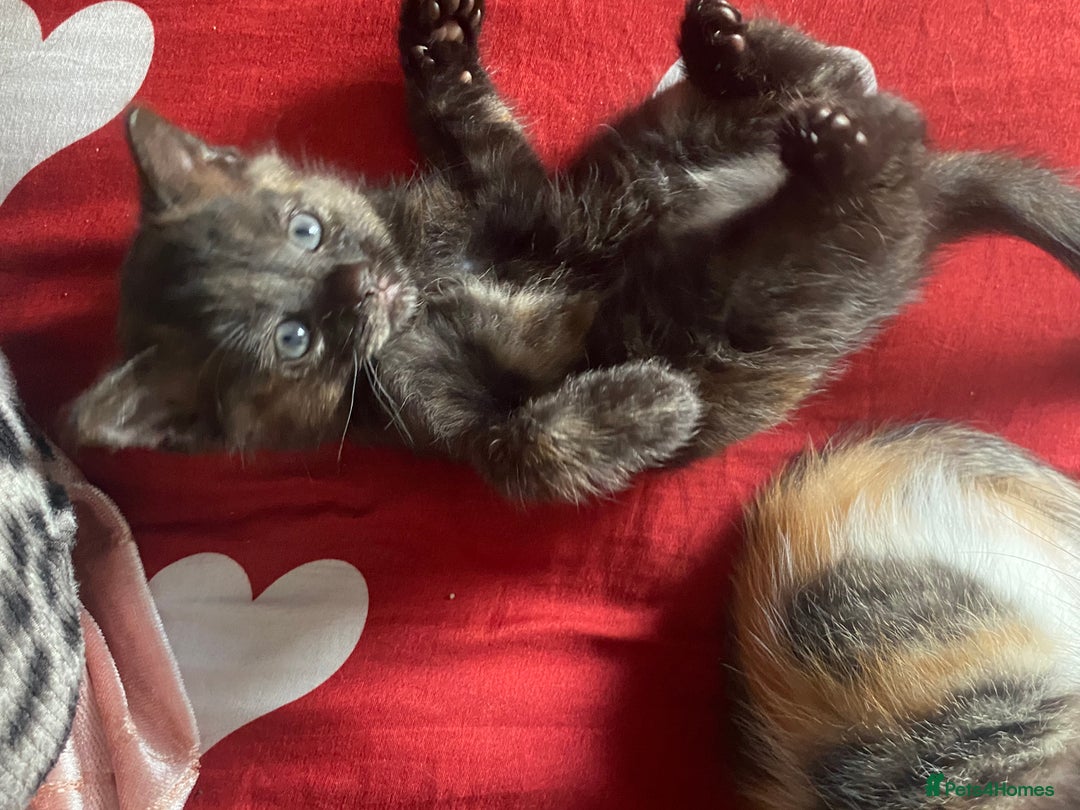 Russian Blue cats for sale: Half Russian blue kittens  - Advert 4