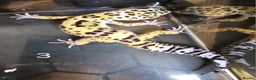 Leopard Gecko reptiles for sale: Baby leopard geckos - Advert 5