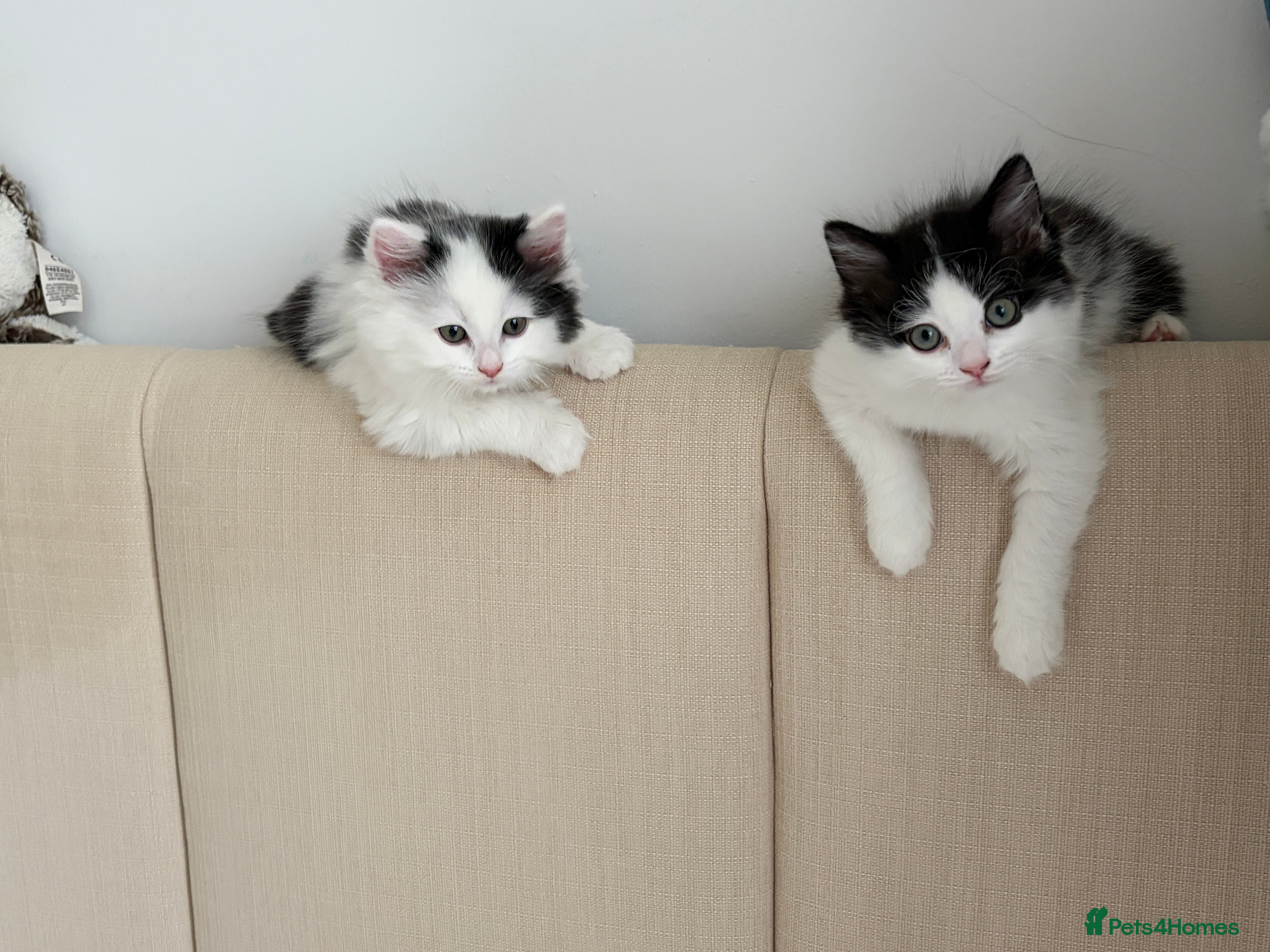 Mixed Breed cats Ragdoll & Bobtail (a rare bread in the uk) mixed - Advert 16