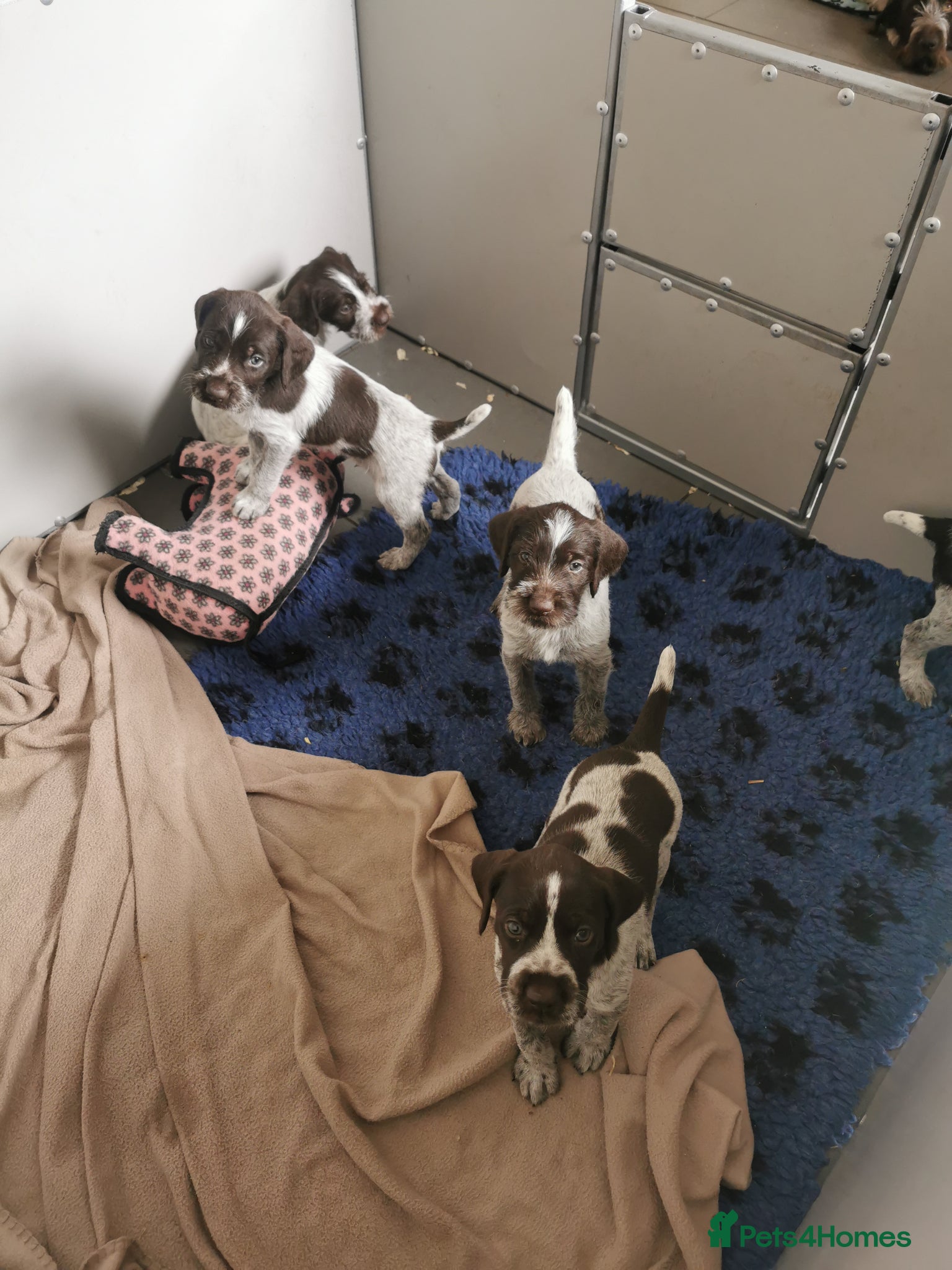 German Wirehaired Pointer dogs 4 x beautiful german wirehaired pointers  - Advert 6