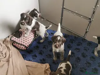 German Wirehaired Pointer dogs 4 x beautiful german wirehaired pointers - Advert 6
