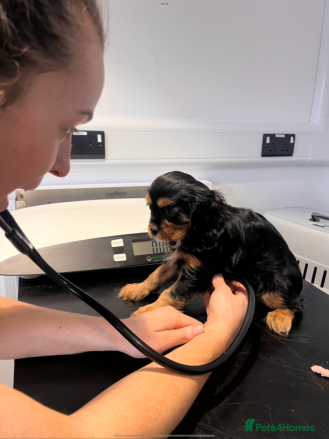 Cavalier King Charles Spaniel dogs for sale: Confident female cavalier - Advert 15