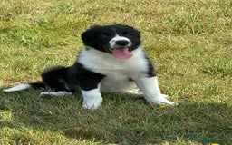 Sprollie dogs for sale: 12 week old sprollie pup  - Image 1