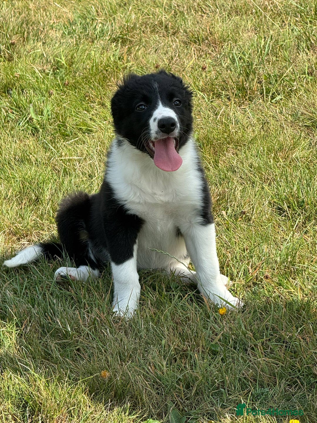 Sprollie dogs for sale: 12 week old sprollie pup  - Image 1
